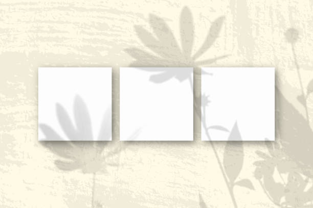 istock Natural light casts shadows from a Jerusalem artichoke flowers on 3 square sheets of white textured paper 1280082466