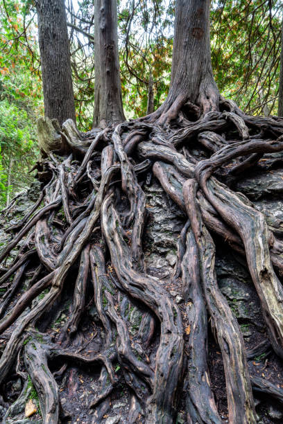 istock Tree roots growing on boulder at Elora Gorge Conservation Area, Grand River in Ontario, Canada 1280082646