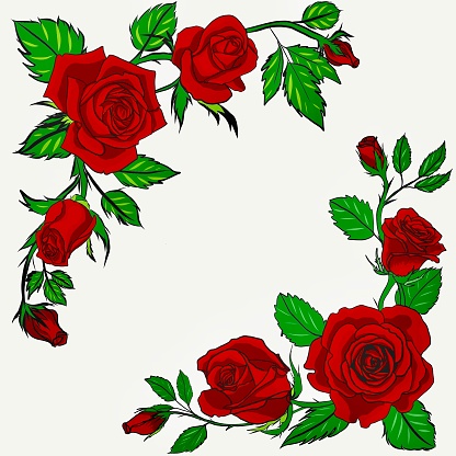 Digital painting of red roses vine on white background
