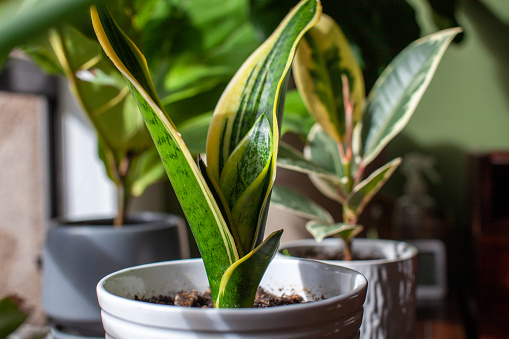 A young growing snake plant (Dracaena trifasciata, Mother-in-Law's Tongue) sits in a small white pot as a houseplant by a window with new leaves sprouting up