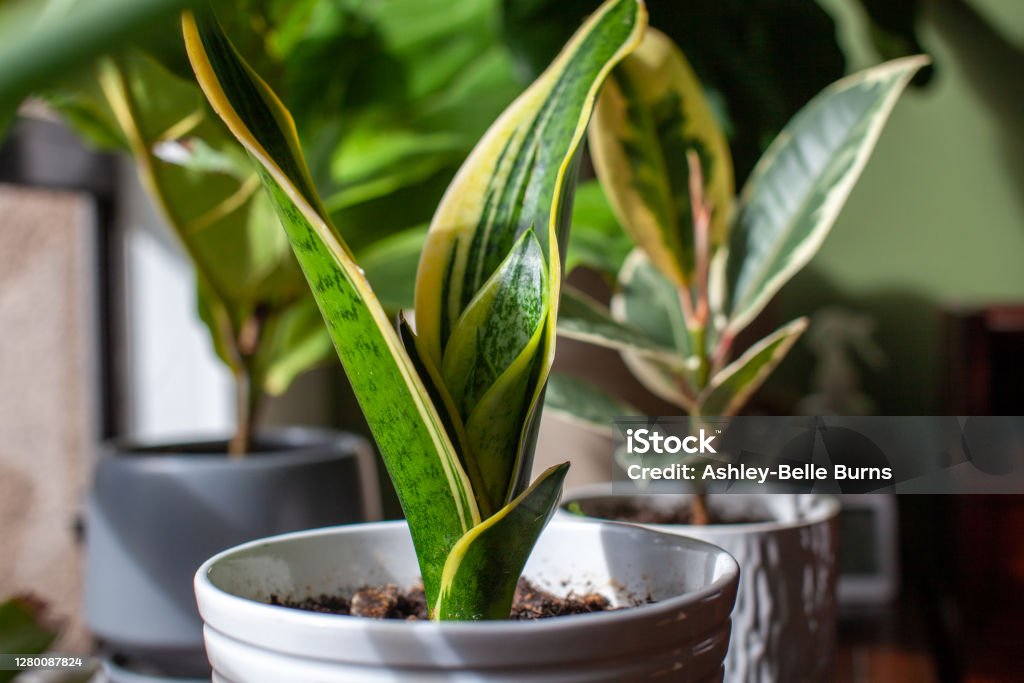 A young growing snake plant (Dracaena trifasciata, Mother-in-Law's Tongue) sits in a small white pot A young growing snake plant (Dracaena trifasciata, Mother-in-Law's Tongue) sits in a small white pot as a houseplant by a window with new leaves sprouting up Plant Stock Photo
