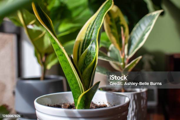 A Young Growing Snake Plant Sits In A Small White Pot Stock Photo - Download Image Now