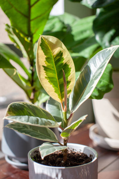istock A small Varigated Rubber Tree (Ficus Elastica Variegata) sits in a white pot on a desk decorating a home office 1280087829