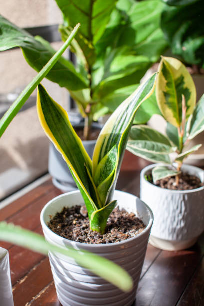 A young growing snake plant (Dracaena trifasciata, Mother-in-Law's Tongue) sits in a small white pot stock photo