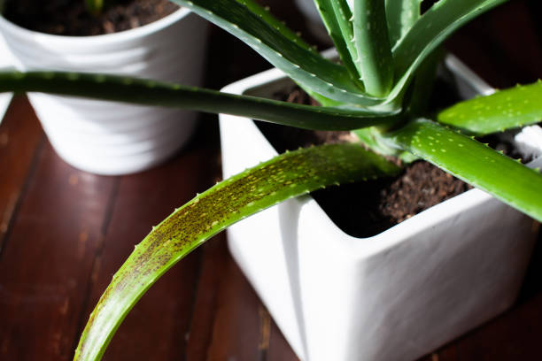 An Aloe Vera succulent houseplant sits in a white pot with signs of overwatering stock photo