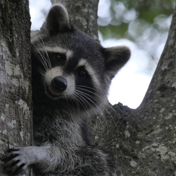istock Sweet baby raccoon 1280090277