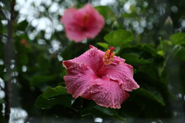 istock Hibiscus flower in the rain 1280091021