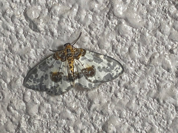 istock Insects of unknown scientific name on the wall 1280091821