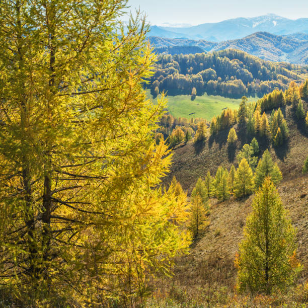 istock Autumn view. Yellow trees, tops in a blue haze. 1280094070