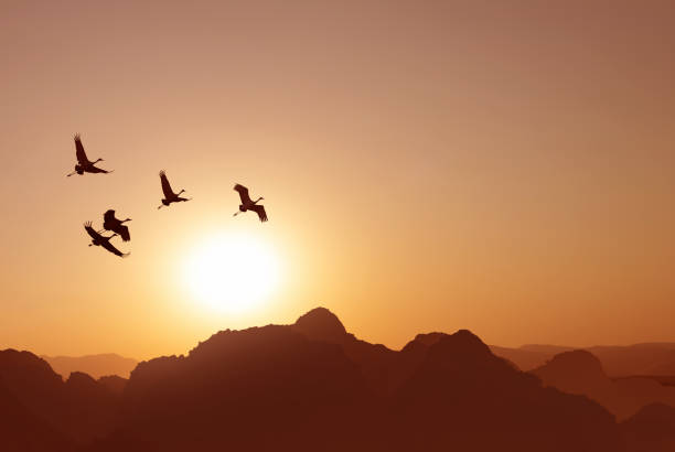 istock Flock of birds flying at sunset 1280094322