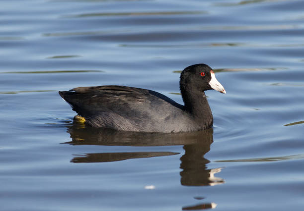 istock American Coot Swimming in a Pond 1280094844
