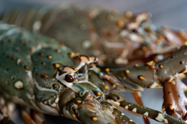 istock Fresh raw Tiger prawn and spiny lobster on tray. 1280096944