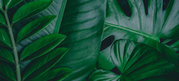 istock Green background concepts.Tropical green leaves, jungle leaf close up 1280097718