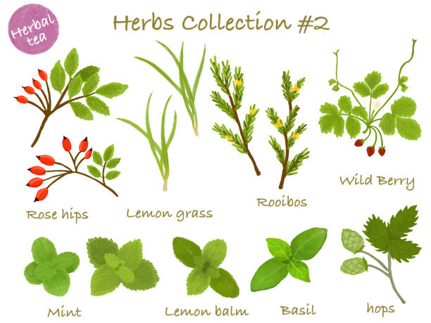 Watercolor illustration: herbs Herb tea Watercolor illustration: herbs Herb tea biot stock illustrations