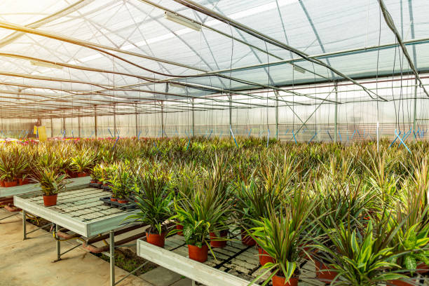 istock Flower farm planted in preparation for sale 1280101203