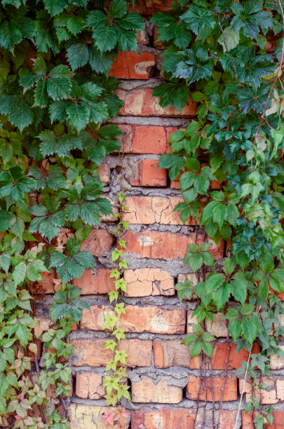 istock Red brick wall with leaves of wild grapes. 1280101920