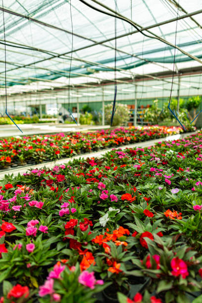 istock Flowers growing for sale 1280102924