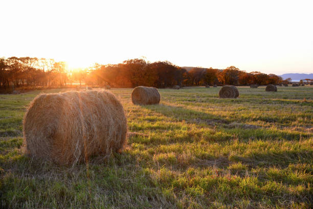 bale of hay in the field in autumn time. sunset, copy space - wheat sunset bale autumn imagens e fotografias de stock