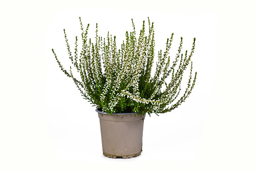 White form of 'Calluna vulgaris' heather plant in flower pot isolated on white background