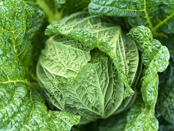 chou vert - green cabbage photos et images de collection