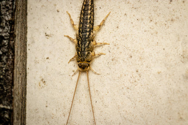 Four-lined silverfish (Ctenolepisma lineatum) close up picture at night