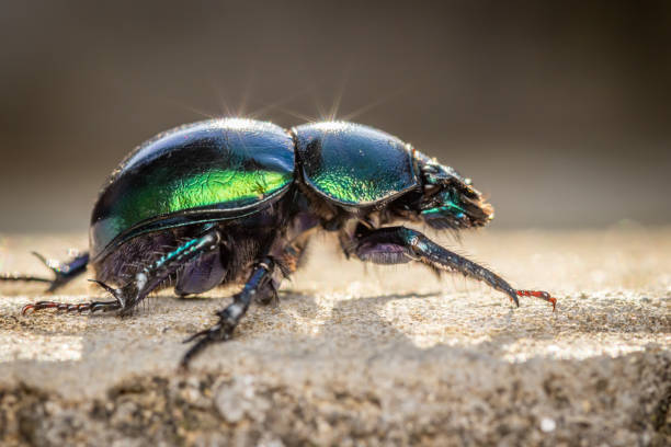 istock Spring dor beetle (Trypocopris vernalis) close up macro photo 1280103980