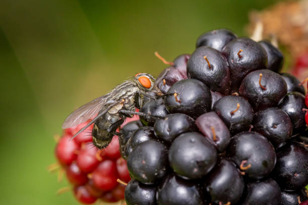Housefly (Musca domestica) on blackberries in the garden