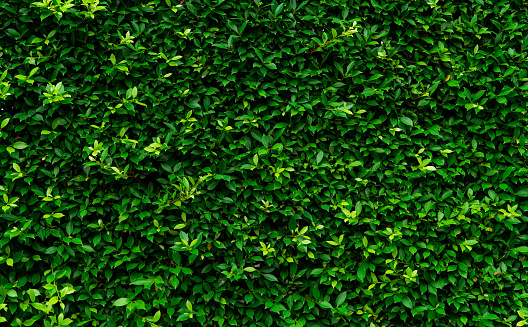 Closeup evergreen hedge plants. Small green leaves in hedge wall texture background. Eco evergreen hedge wall. Ornamental plant in backyard garden. Many leaves reduce dust in air. Natural backdrop.