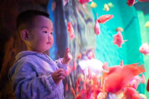 Little boy looking fish in the aquarium Little boy looking fish in the aquarium aquarium photos stock pictures, royalty-free photos & images