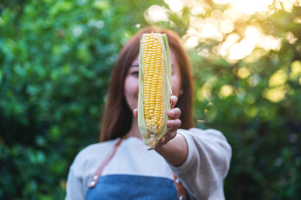 istock a woman holding and showing sweet corn 1280108810