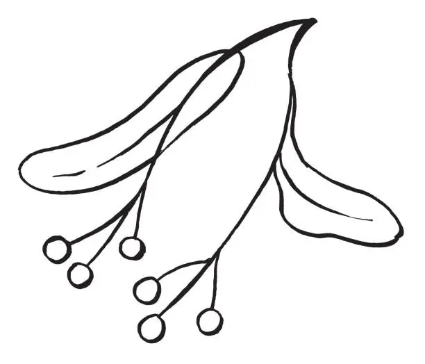 Vector illustration of linden seeds sketch, tília, line art, hand draw illustration, black and white