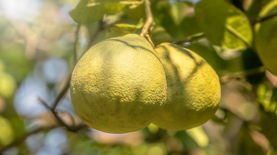 Two grapefruits hanging on the tree.