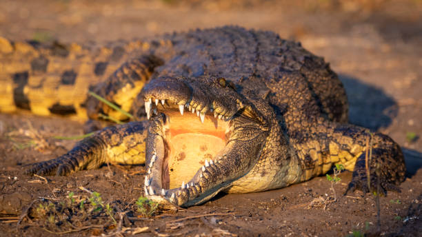 istock Nile crocodile with mouth open showing teeth lying in Chobe River in Botswana 1280111116