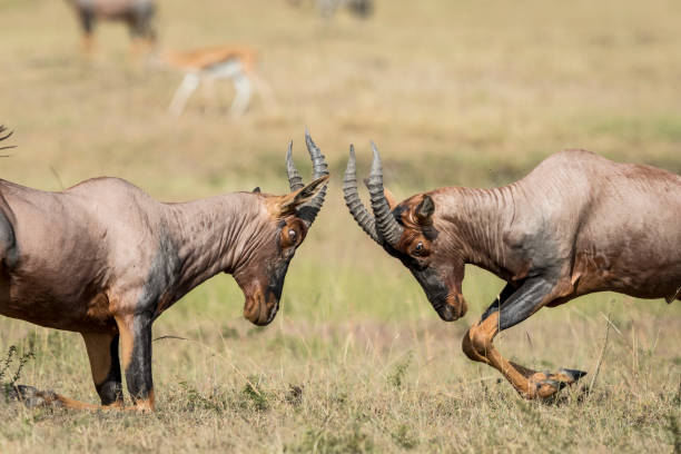 dwa topi antylopy walki na równinach trawiastych w masai mara w kenii - masai mara national reserve masai mara topi antelope zdjęcia i obrazy z banku zdjęć