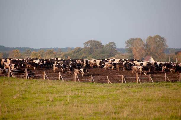 istock Cattle in a pen, in an open area, at dawn. Agriculture concept. 1280112389