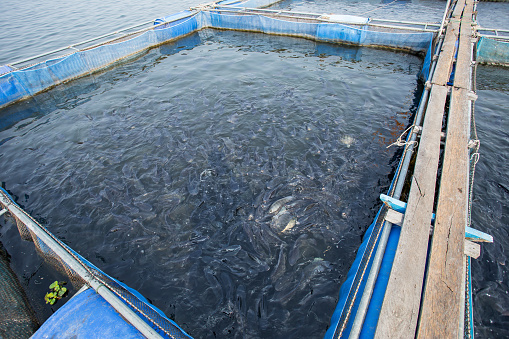 Fish farm in Lam Pao Dam of Thailand