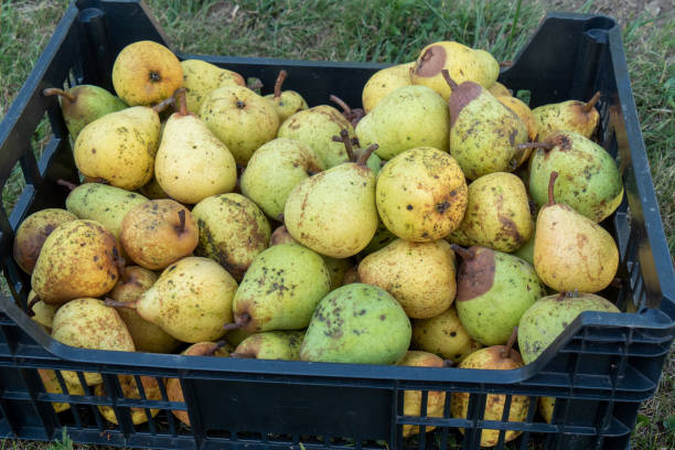 istock delicious organic pears in the plastic crate 1280113790