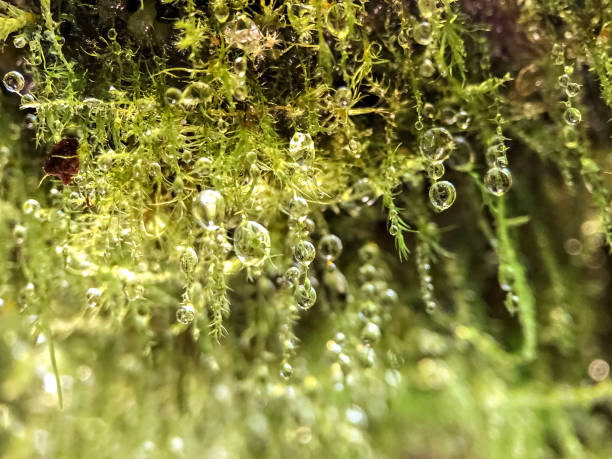 Green moss background with water droplets after rain.