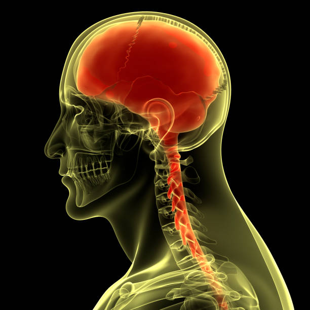 istock Central Organ of Human Nervous System Brain Anatomy 1280114519
