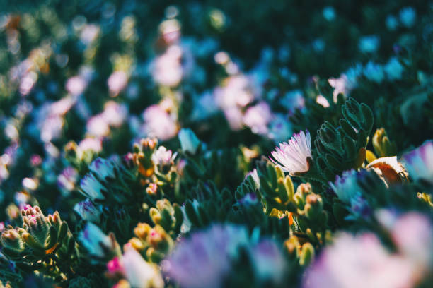 Close-up of a delosperma cooperi flower taken at ground level