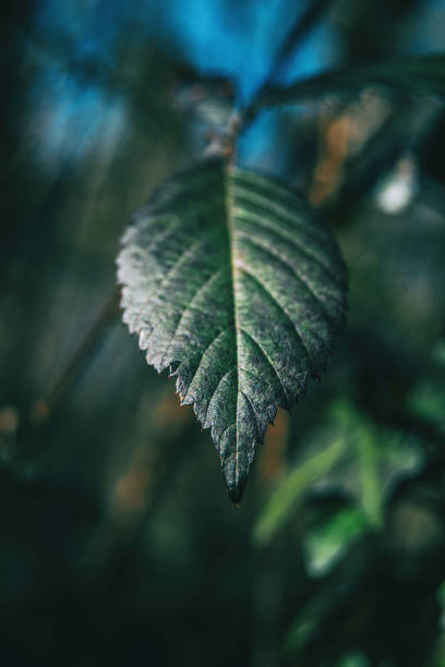 istock Close-up of a leaf of rubus ulmifolius 1280114895