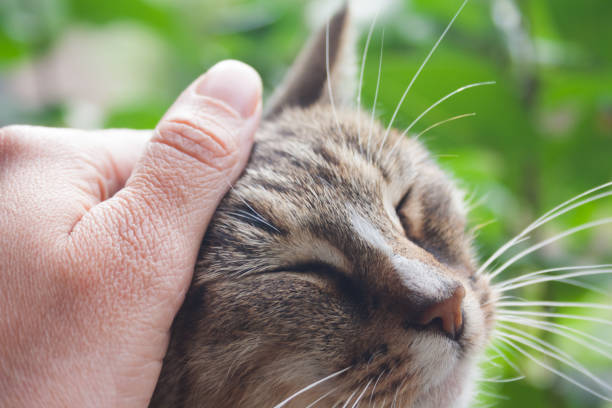 istock Female hand stroking a cat. Closeup. World Cat Day 1280116049
