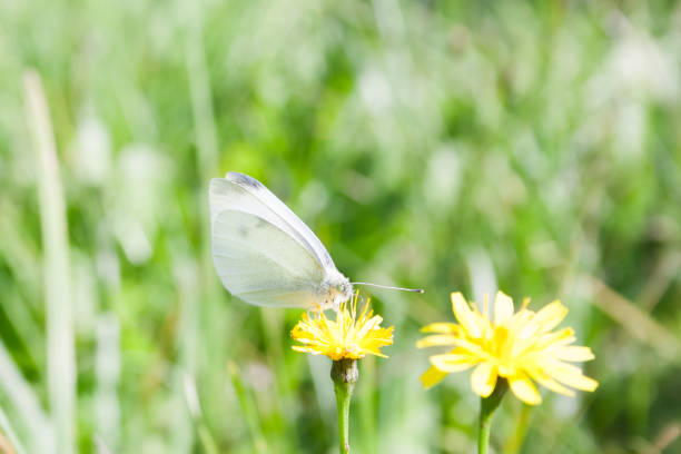 istock White butterfly on yellow flower 1280116214