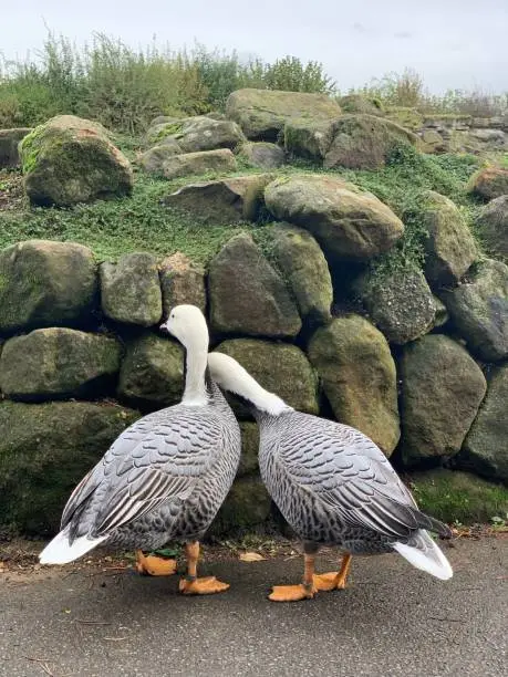 Geese leaning on each other by stone wall