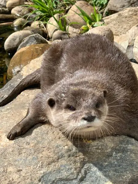 Otter lying on rock