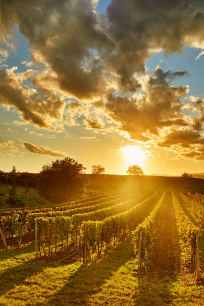 istock Autumn rows of vineyards at sunrise 1280117079