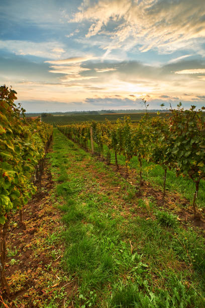istock Rows of vineyards at autumn sunset 1280117094