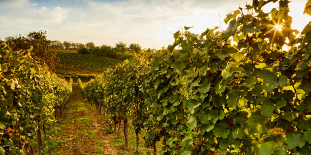 istock Vineyard at sunset, autumn landscape 1280117101