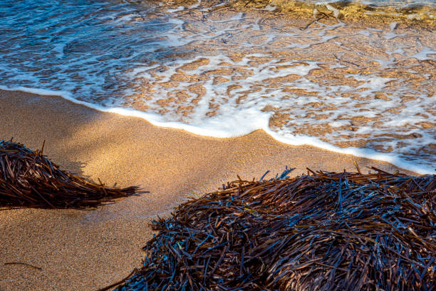 close-up of posidonia algae posed by the sea on the sand of a beach