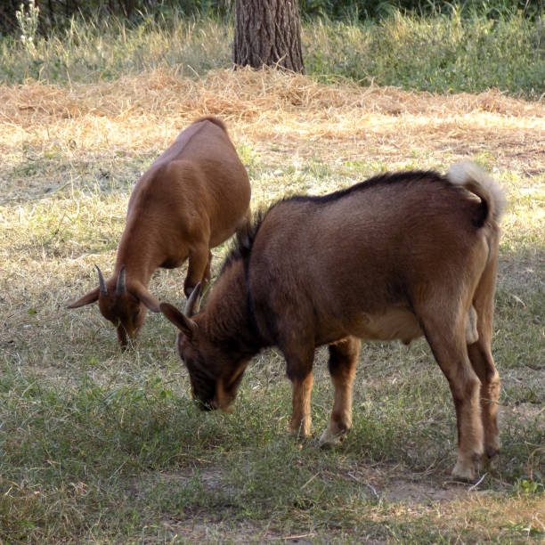 istock Miniature goats graze on the meadow 1280118346
